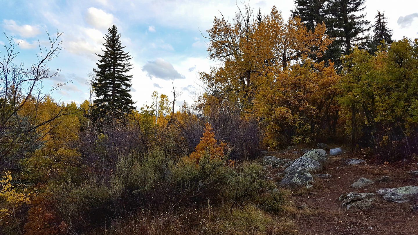 Fall colors